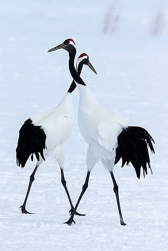 Japan-Hokkaido-Kushiro Two red-crowned cranes begin a courtship dance Wildlife Print